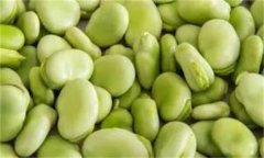 如何穴盤栽培生產蠶豆芽(苗)？